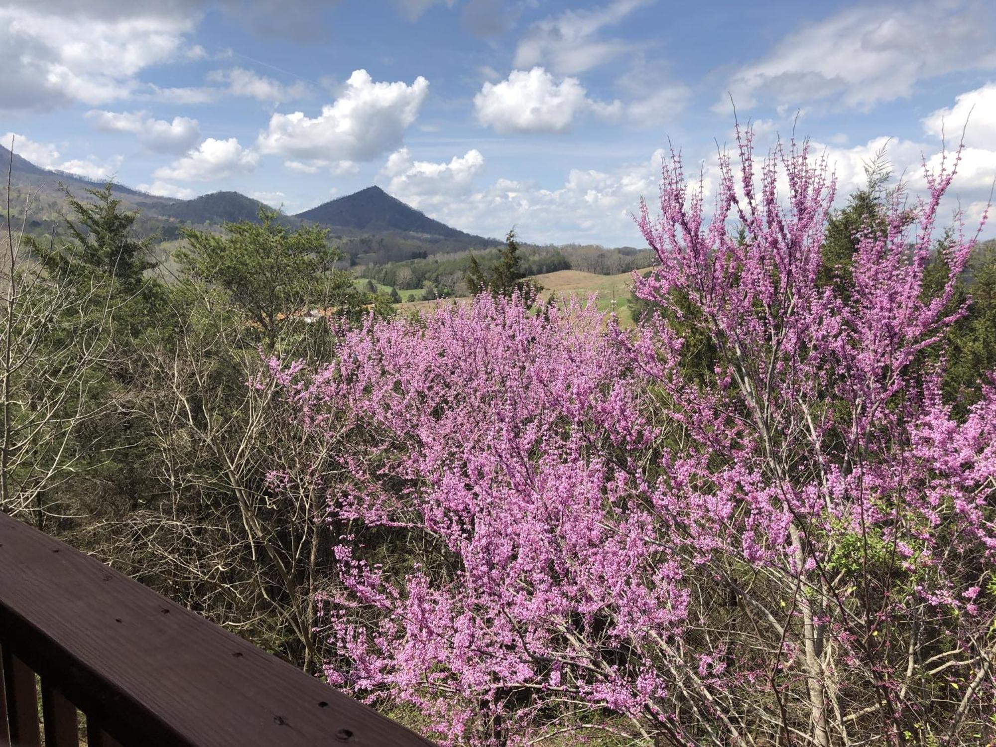 Bear Country Cabin Sevierville Εξωτερικό φωτογραφία